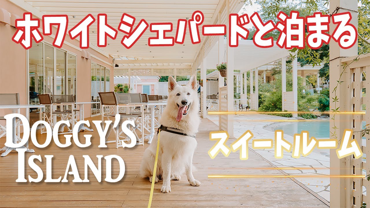 ホワイトシェパードと泊まるスイートルームはこんな感じだった！【ドギーズアイランド】