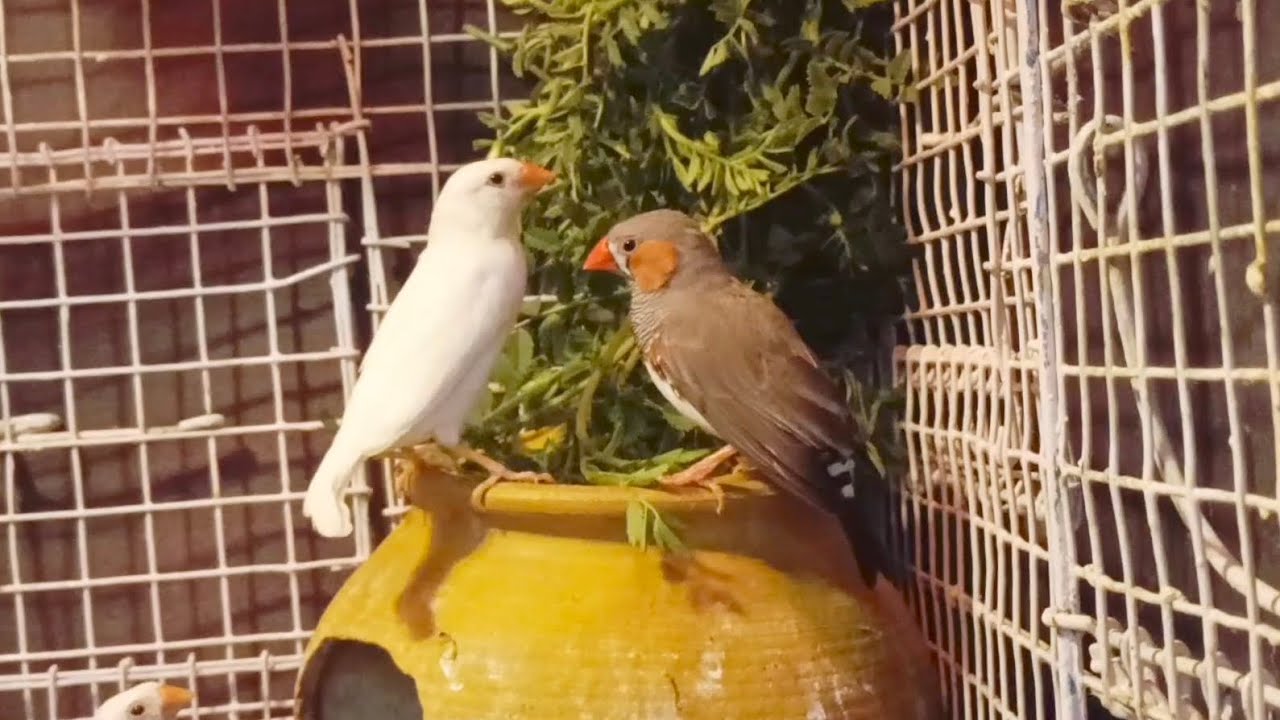 Birds are Super Happy Eating Plants Leaves 👍