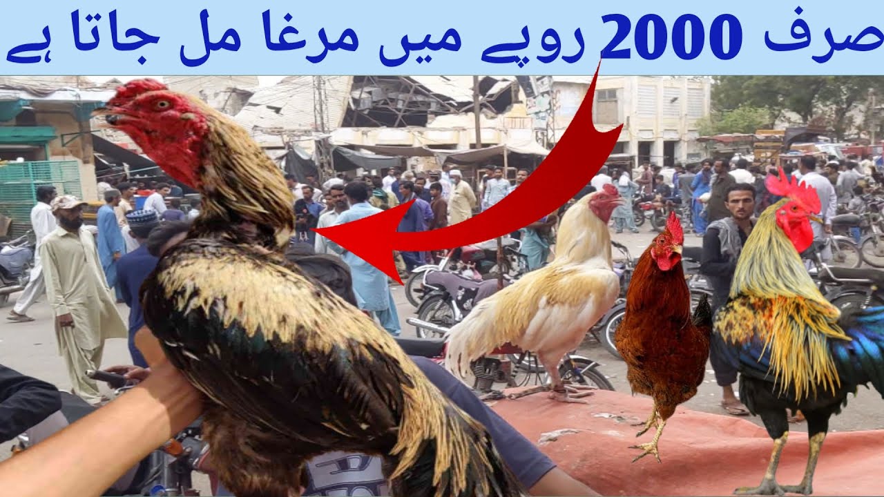 Aseel & Jawa Murga Mandi Hyderabad | visit Murga Mandi tower market hyderabad | panhwar bird lover