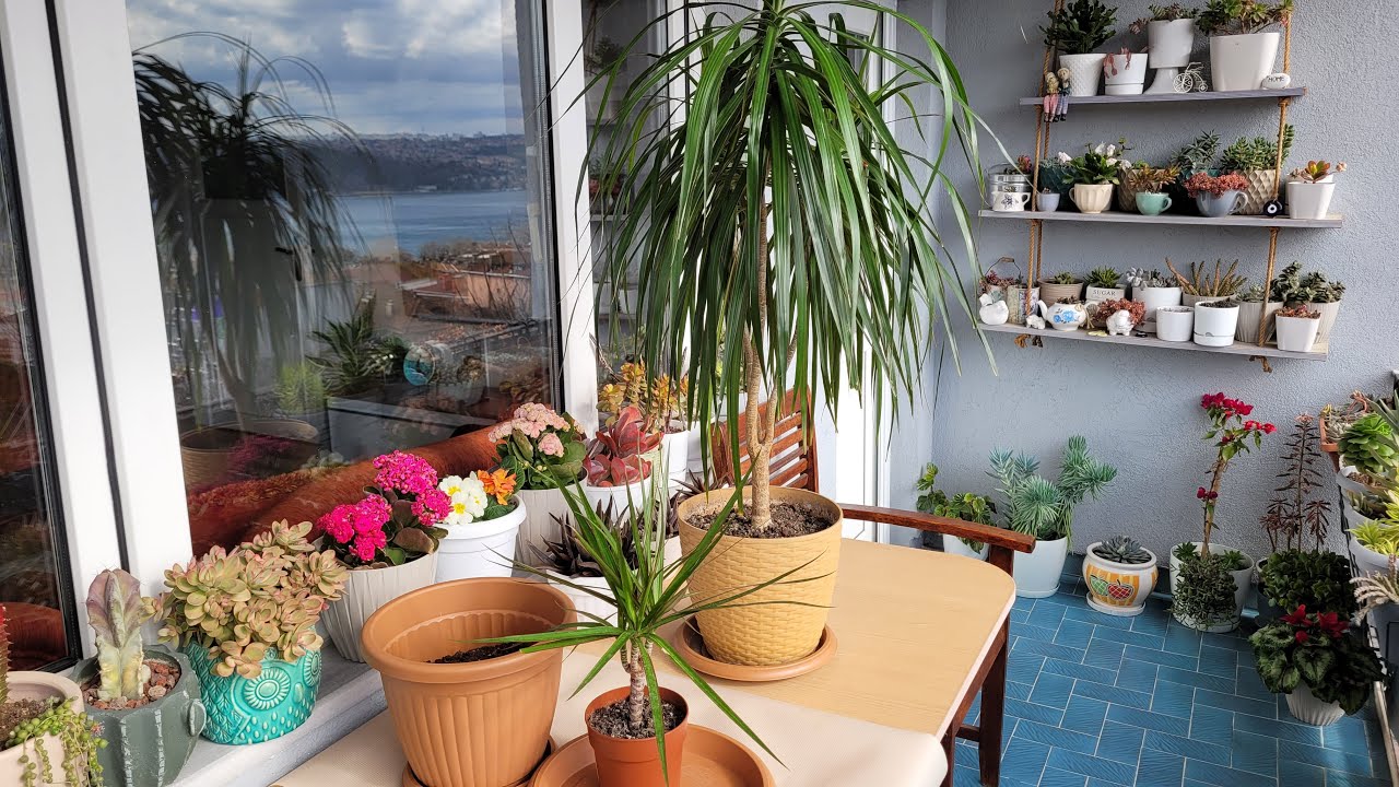 Dracena Marginata Bakımı
