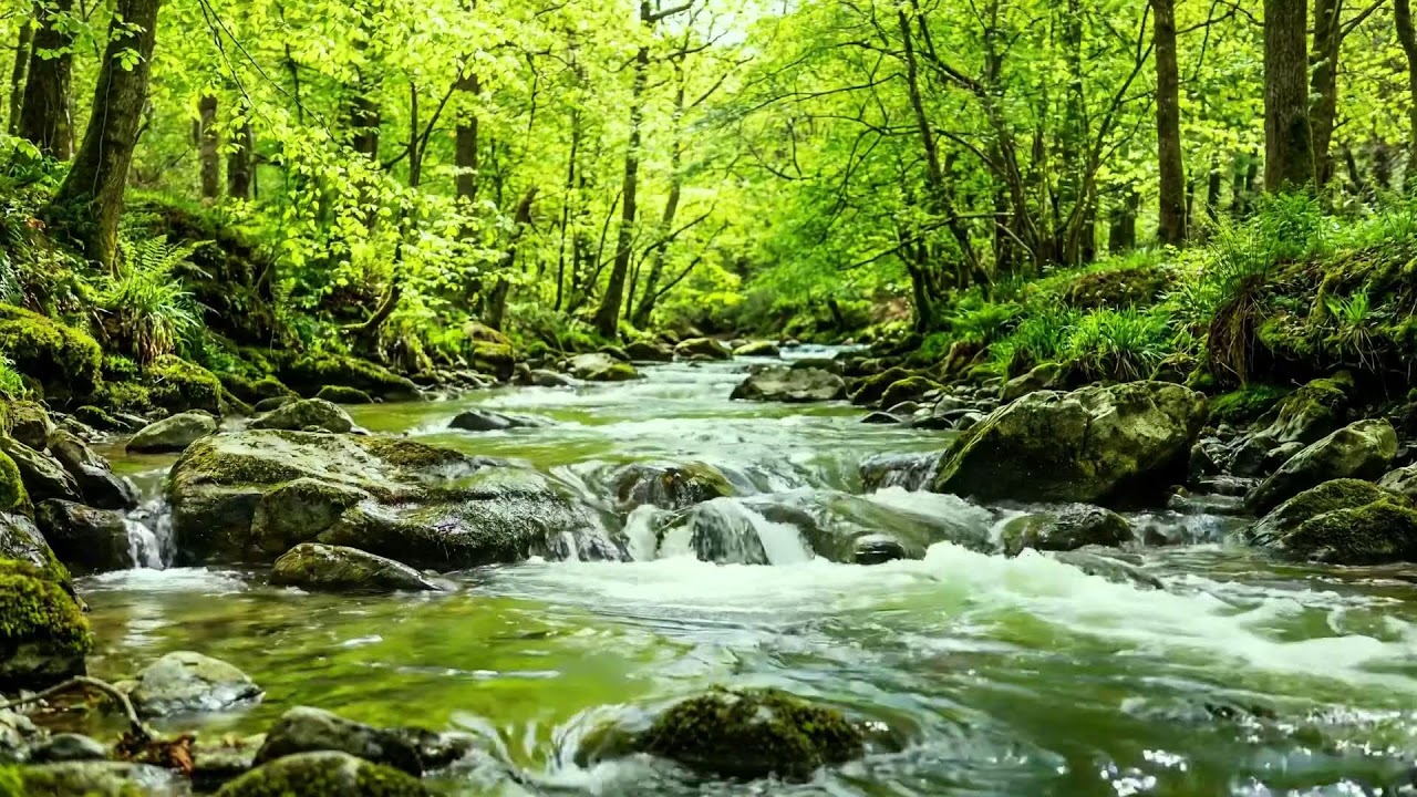 Calming Forest Ambience, Gentle Stream Flow & Birds Singing for Focus and Peaceful Mind