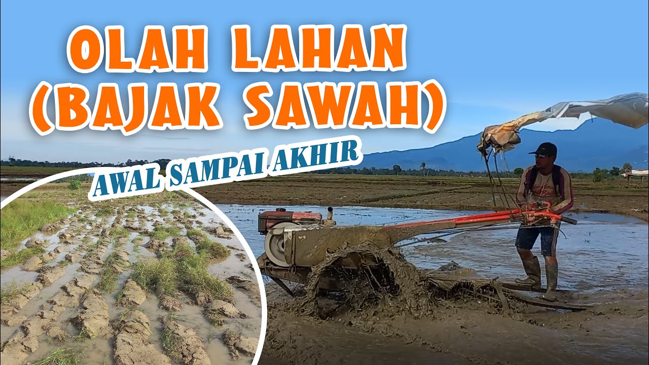 Proses Lengkap Bajak Sawah dari Awal Sampai Akhir