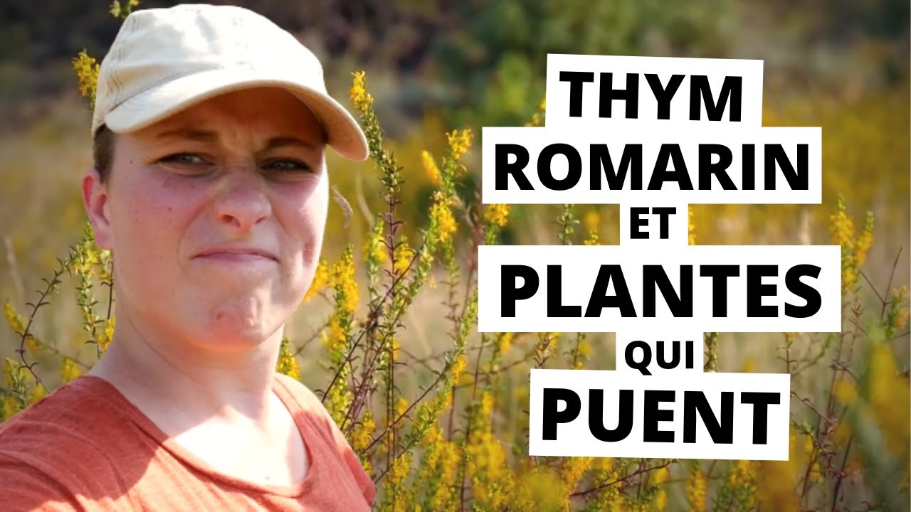 La bonne ODEUR (non) de la GARRIGUE 🌼