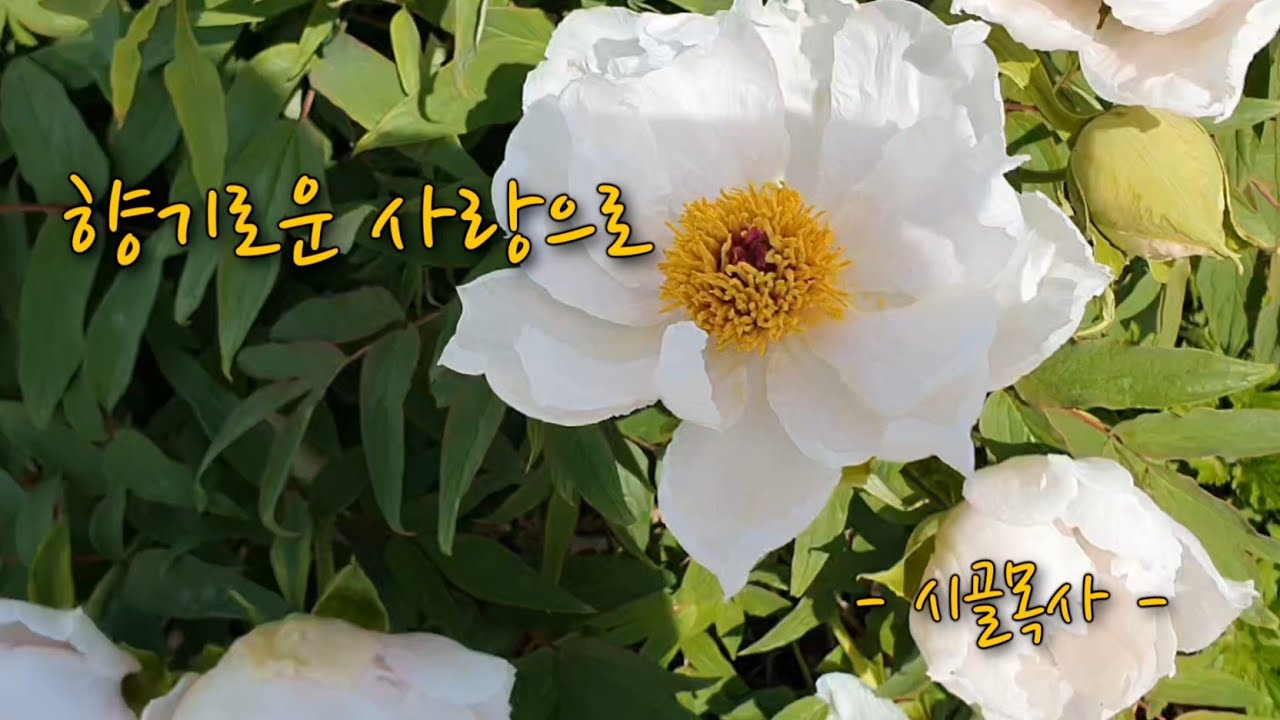 [CCM] 향기로운 사랑으로