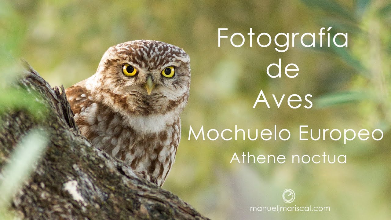 Fotografía de Aves -  Mochuelo Europeo (Athene noctua) Cap. 20