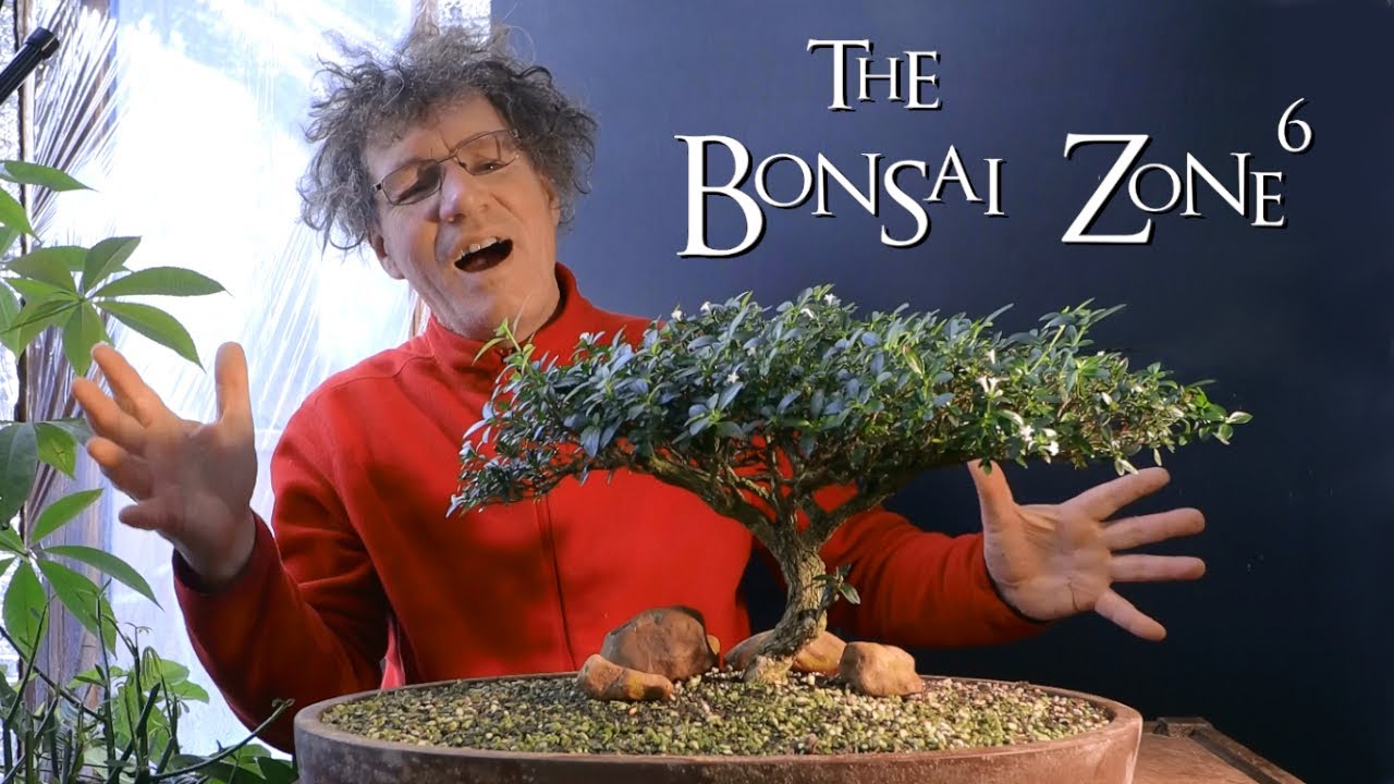 Pine Branches and My Serissa foetida Bonsai, The Bonsai Zone, Dec 2019