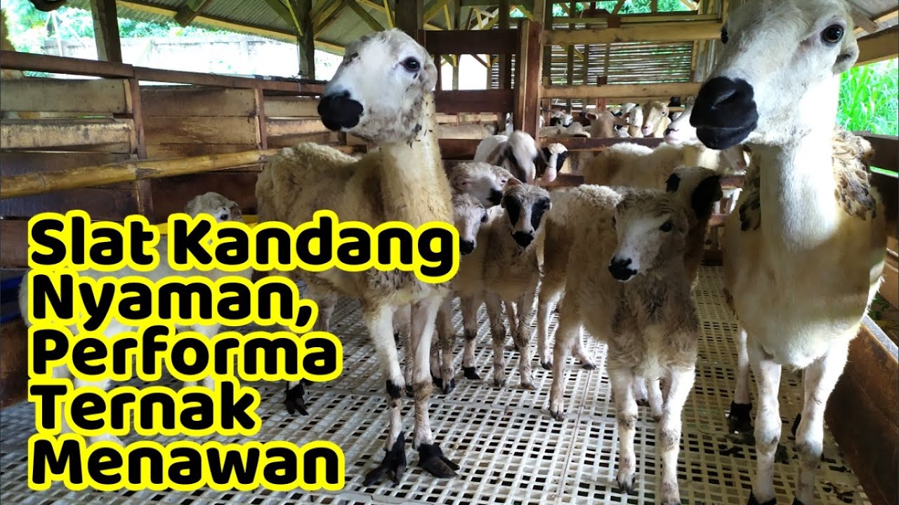 SLAT PLASTIK || Alas Kandang Dengan 1001 Keunggulan