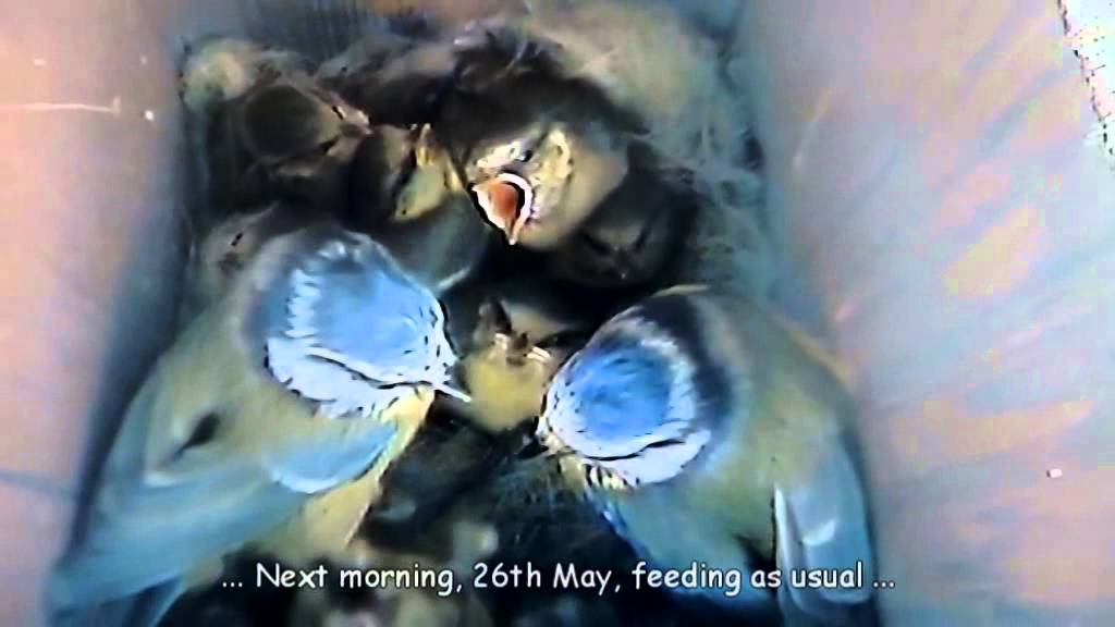 Our Blue Tit Family 2014
