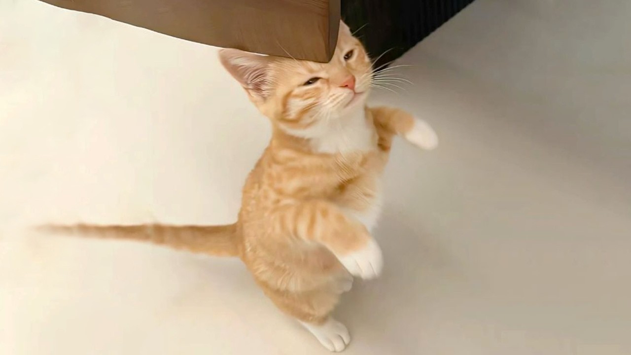 You Laugh, You Lose! 🤣 Funny Cat Videos 2026 😹 Part 113