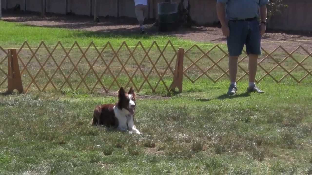 AKC Utility - The signal exercise       1st match        Part 2 Signals