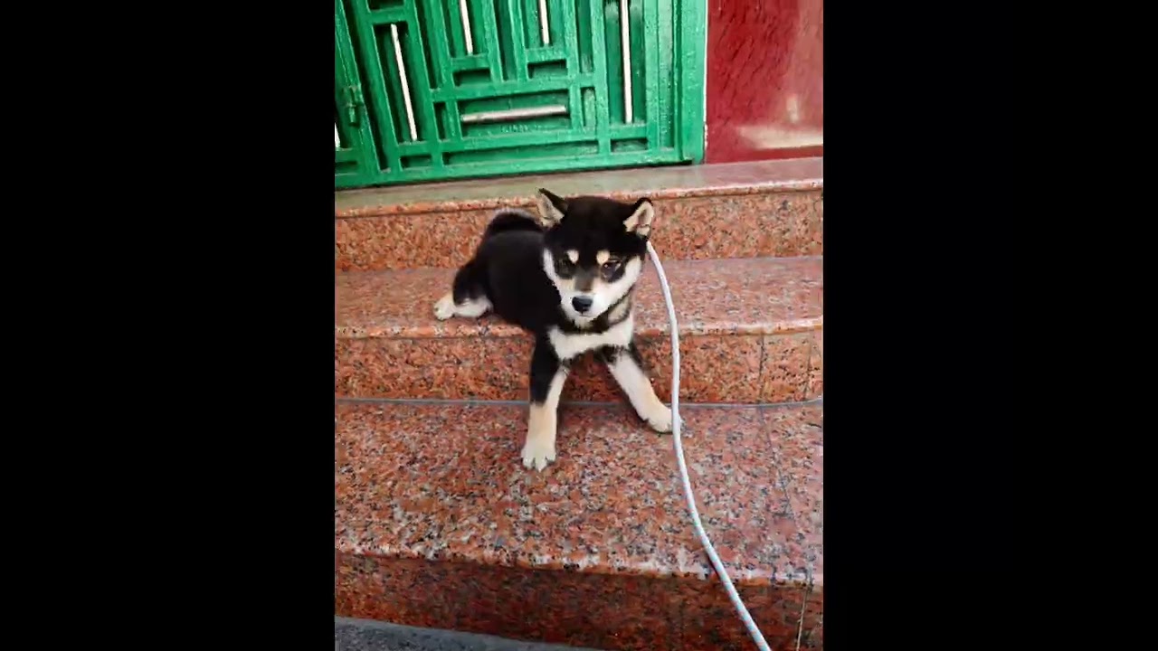 My nephew's Shiba Inu:😍Positioning: Dongguan, Guangdong, China🇨🇳ⓃⓄⓃⓄ❤️‍🩹