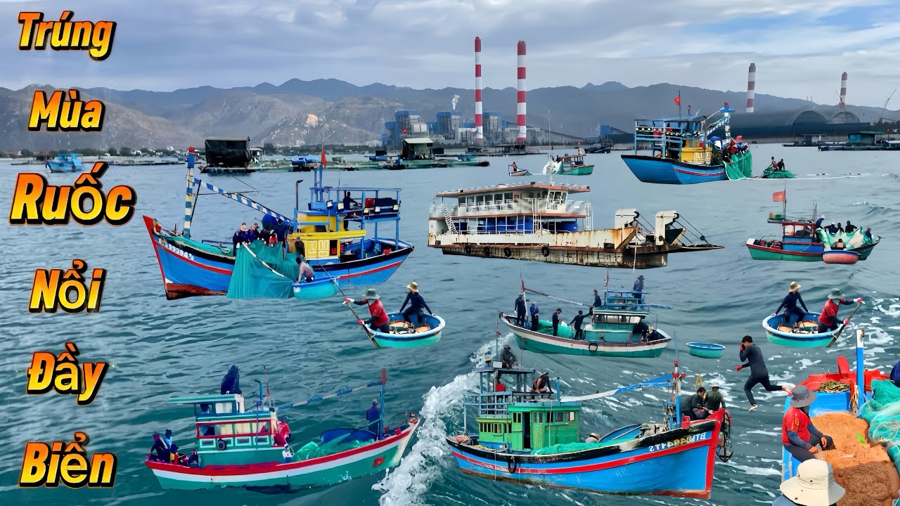 Nhiều Ghe (thuyền) Trúng Đậm Hàng Tấn Ruốc Nổi Đầy Biển, Mùa Màng Bội Thu | Cảnh 86