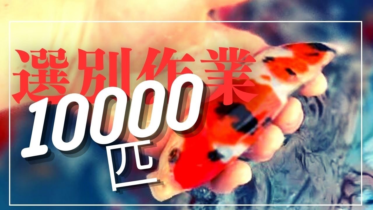 【綺麗】冬仕事は2日かかって錦鯉を選別＃塩田養鯉場#ปลาคราฟ #koifish