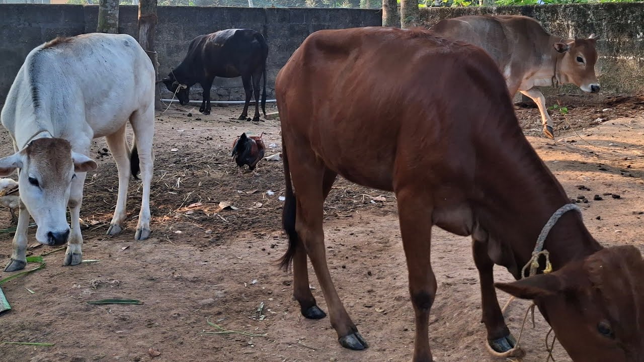 Cow Shiva: LIVE Q&A on Desi Cow Farming! Hen duck live