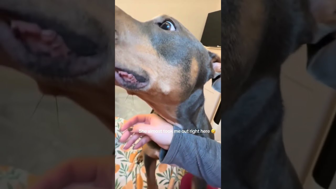 Dog sniffing ASMR video to help you sleep fast