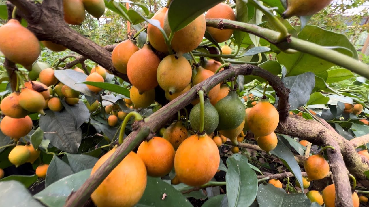 Может ли это быть самым продуктивным редким #фруктовым #деревом? Лимонная #капля #мангостин #гарц...