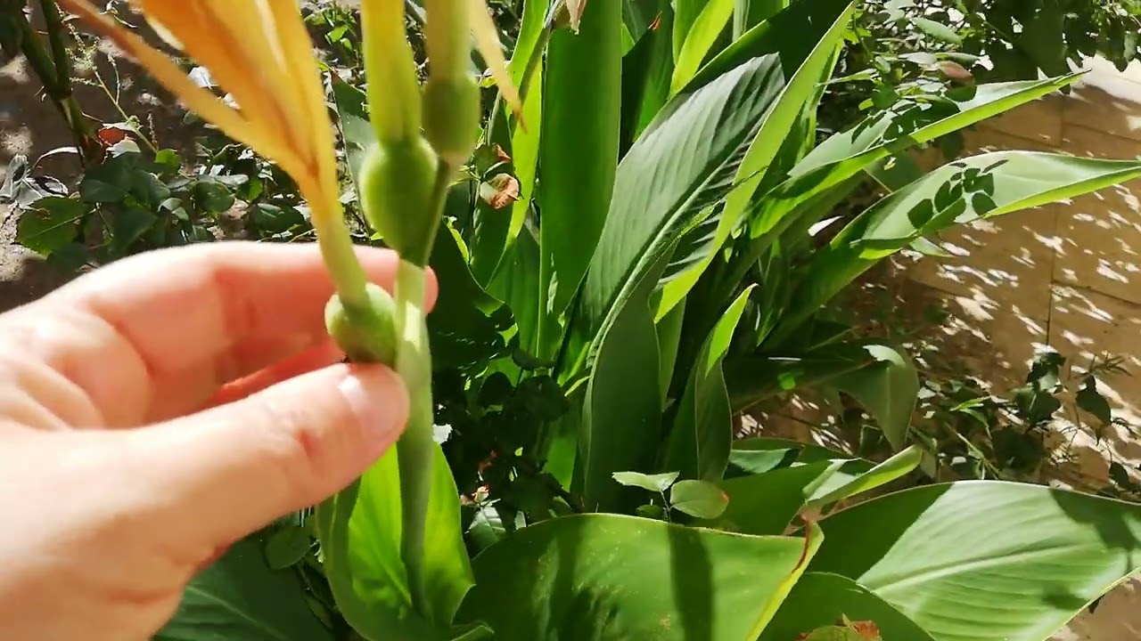 Bahçedeki Tesbih Çiçekleri Canna tropicanna Black Kana Tesbih Çiçeği