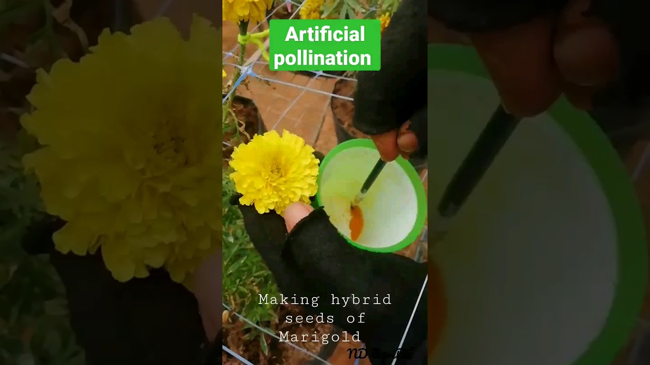 Collecting pollens & Artificial pollination of Marigold. 🌱🌺😇 #ndagribiz #education #floriculture 🤩🤑
