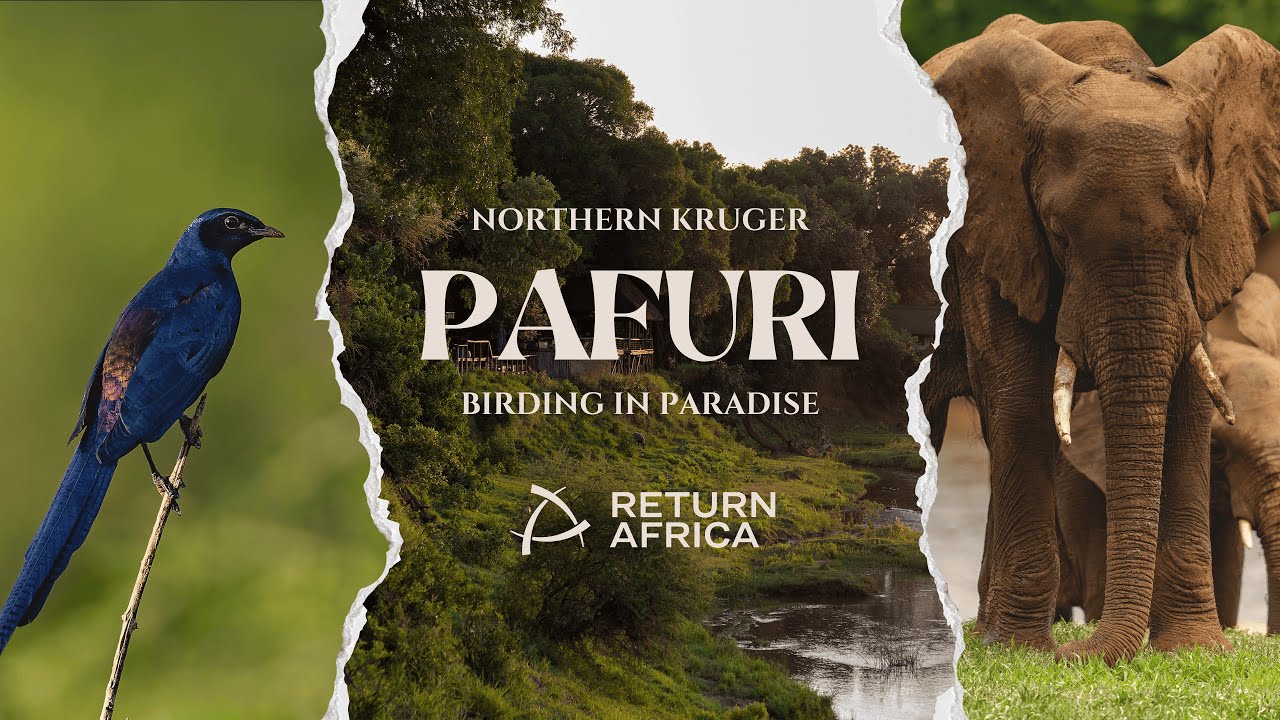 RETURN AFRICA - Come home | PAFURI | NORTHERN KRUGER NATIONAL PARK | Episode 2