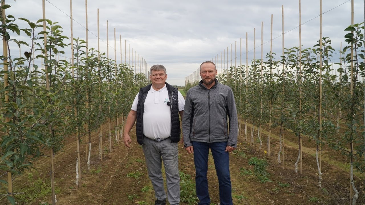 Gala, Golden i King Roat –  sad po sadzie