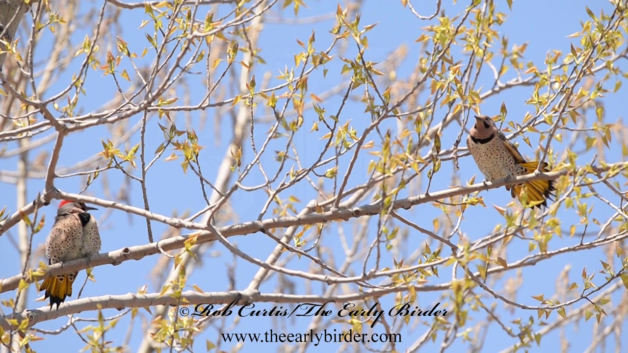 YELLOW- SHAFTED FLICKERs preening.  Colaptes auratus