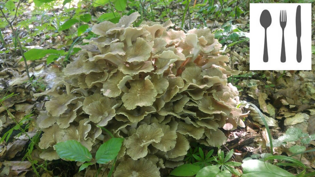 Żagiew wielogłowa (Polyporus umbellatus) Sowina