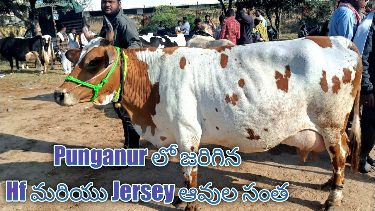 Punganur Hf & Jersey Cow Market going on every Wednesday 7AM to 12PM