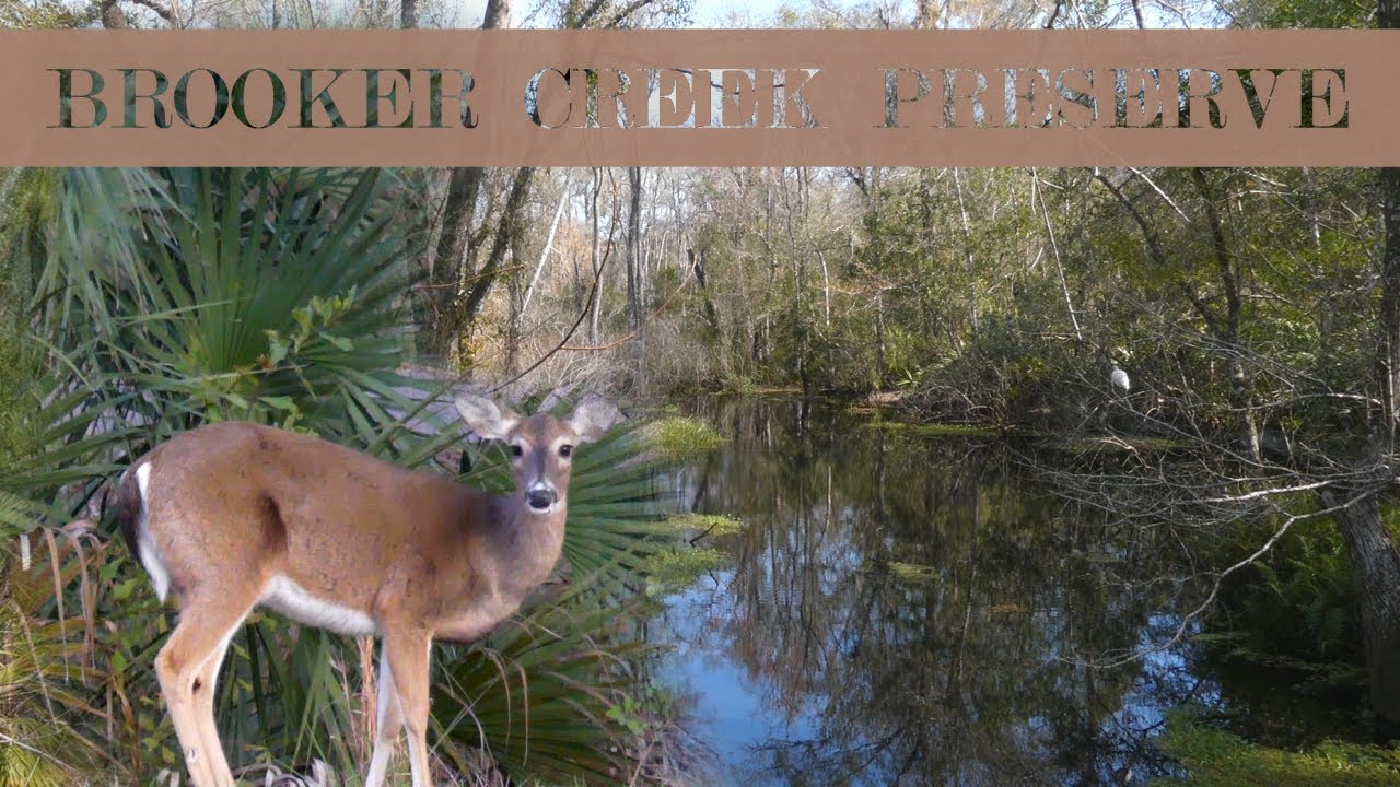 Hiking at Brooker Creek Preserve