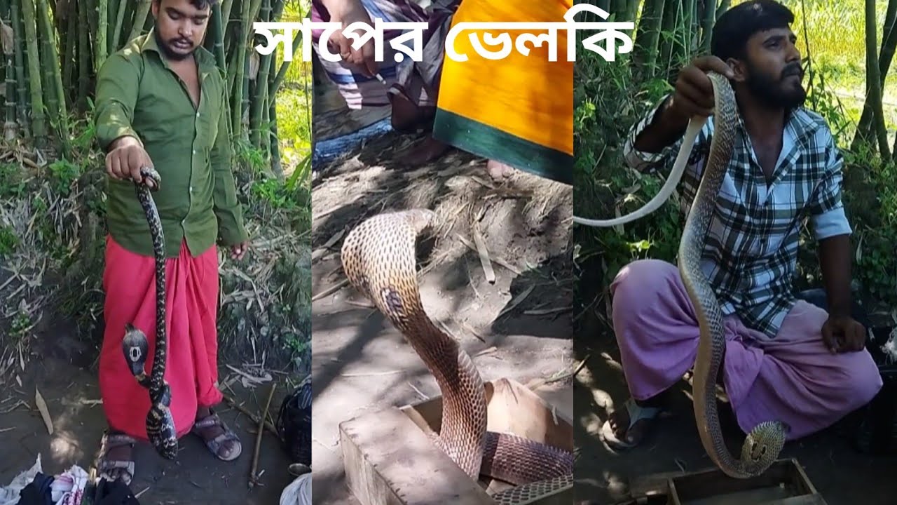 বাস্তব দৃশ্য! সাপুড়িয়ার জালে কোবরা সাপ🪱-হাত কাপানো মুহূর্ত। Live Snake Catching By Snake Charmer 😱