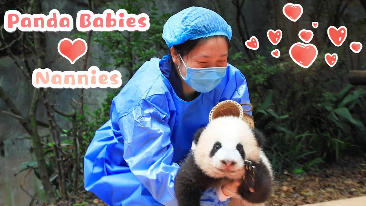 【If Pandas Can Talk】Episode 7 Love Stories About Panda Babies And Nannies |iPanda