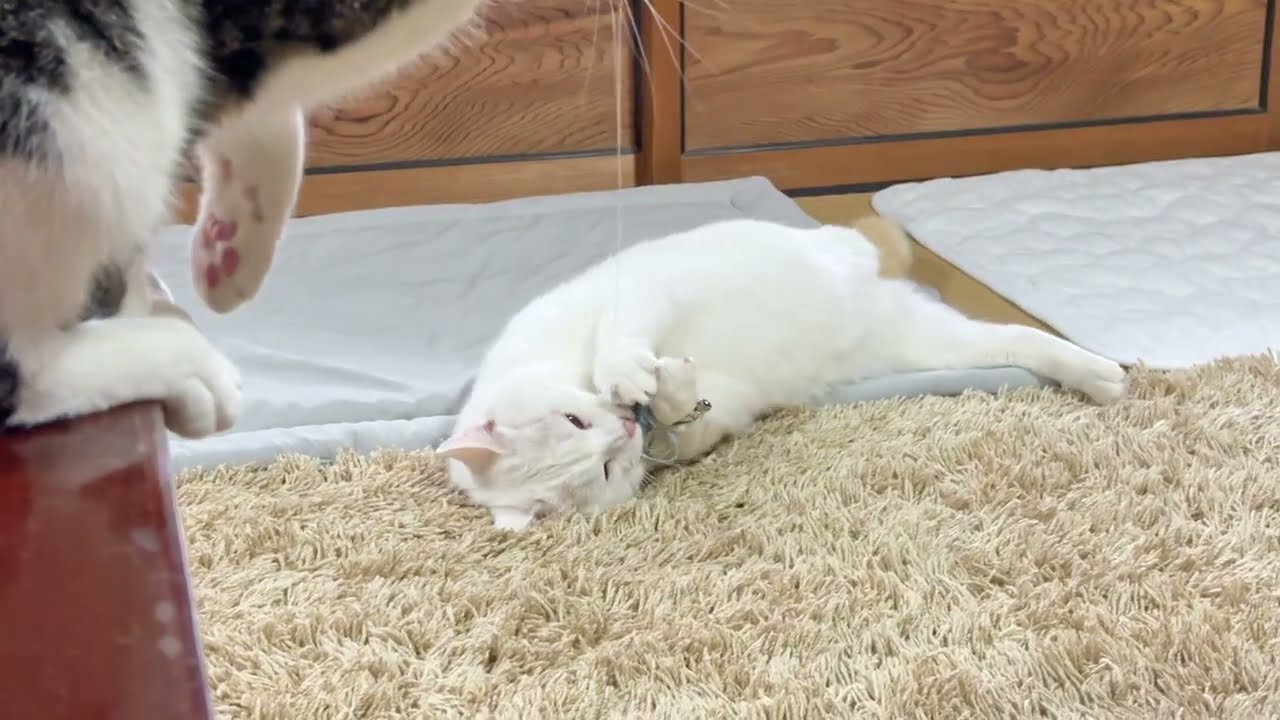 タンゴくんの大好きなネズミのおもちゃ遊び【26年2月25日その6】