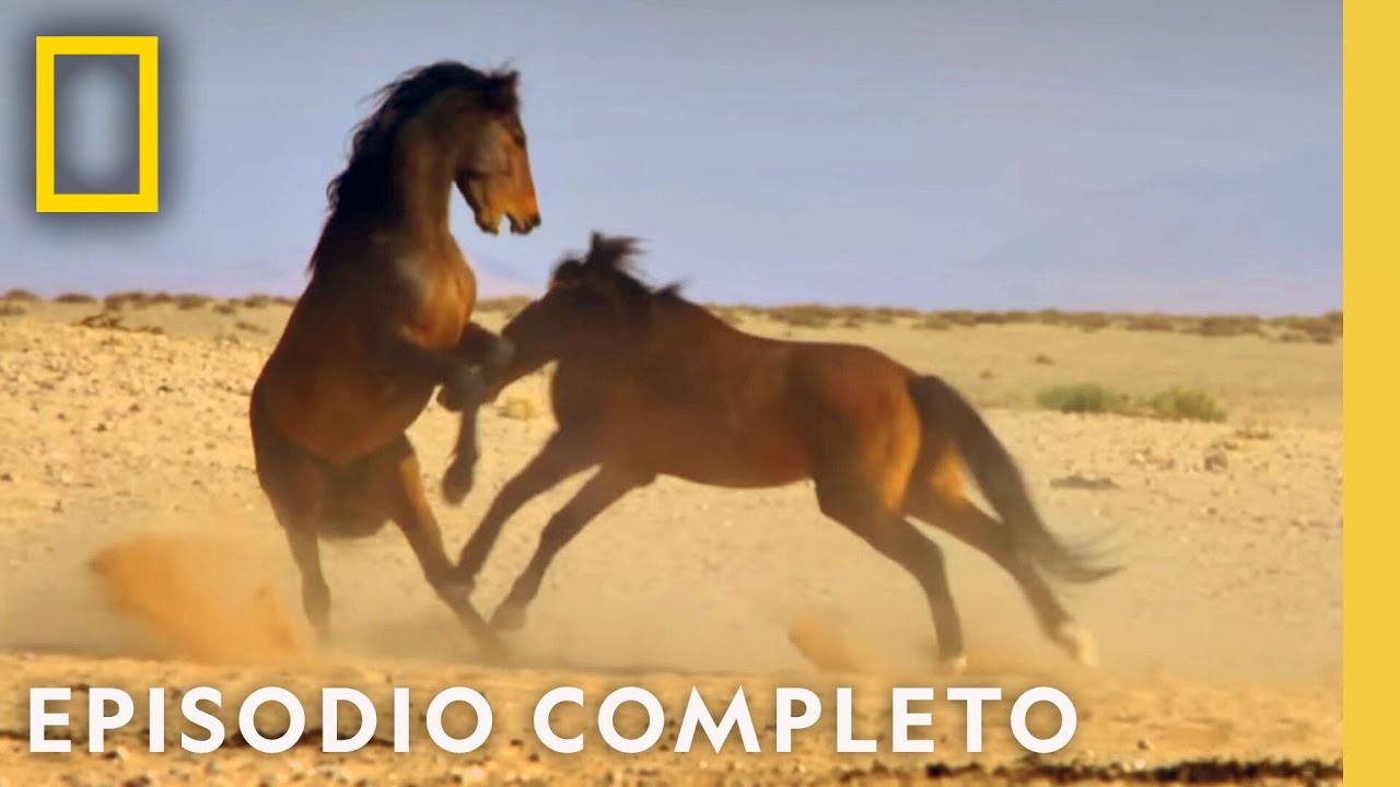 Batalla Mortal: Animales en Combate | Noche De Pelea Animal | Nat Geo en Español