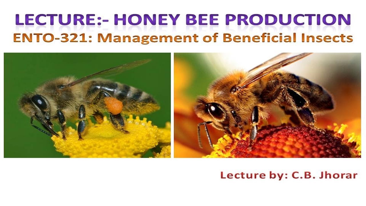 ENTO 321 Lecture 1: Honey Bee Production II मधुमक्खी उत्पादन