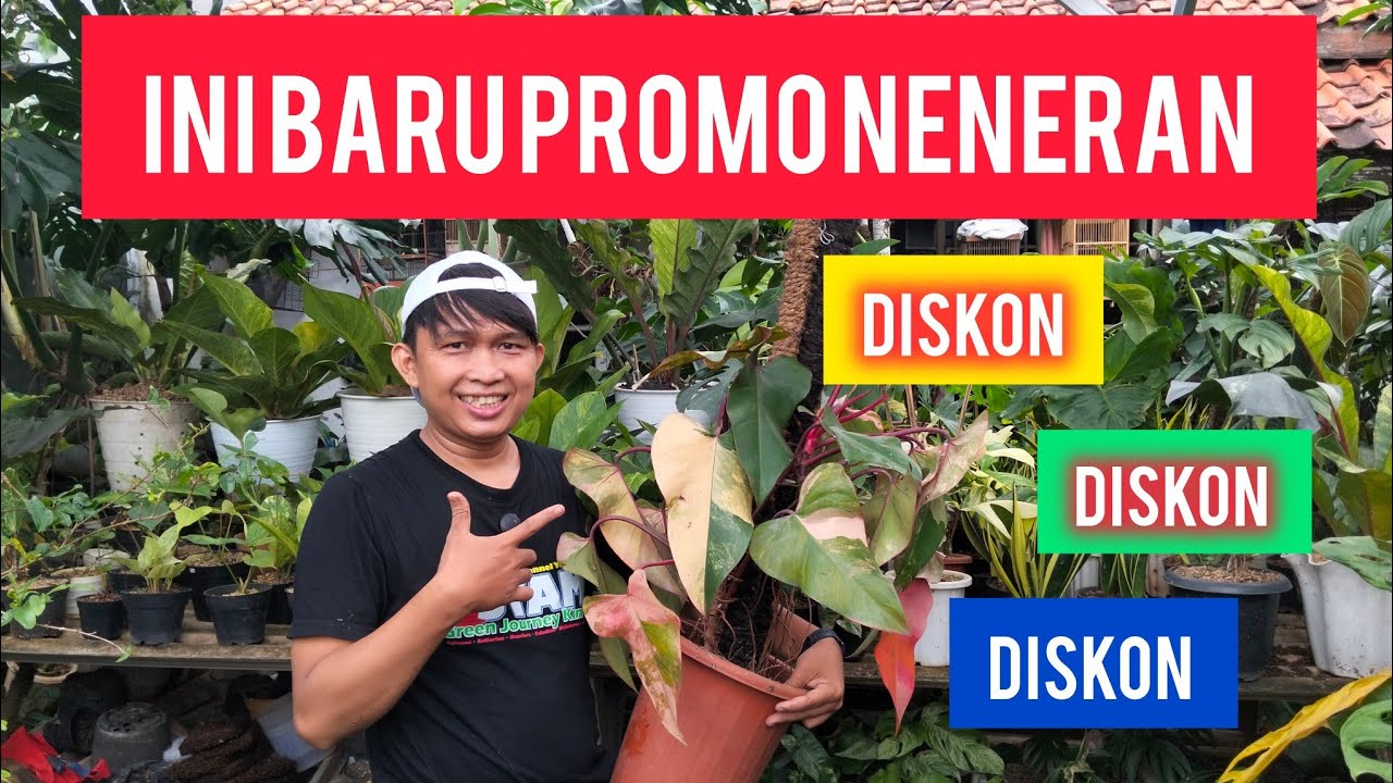 Nursery terkenal Ramah dan Murah Meriah