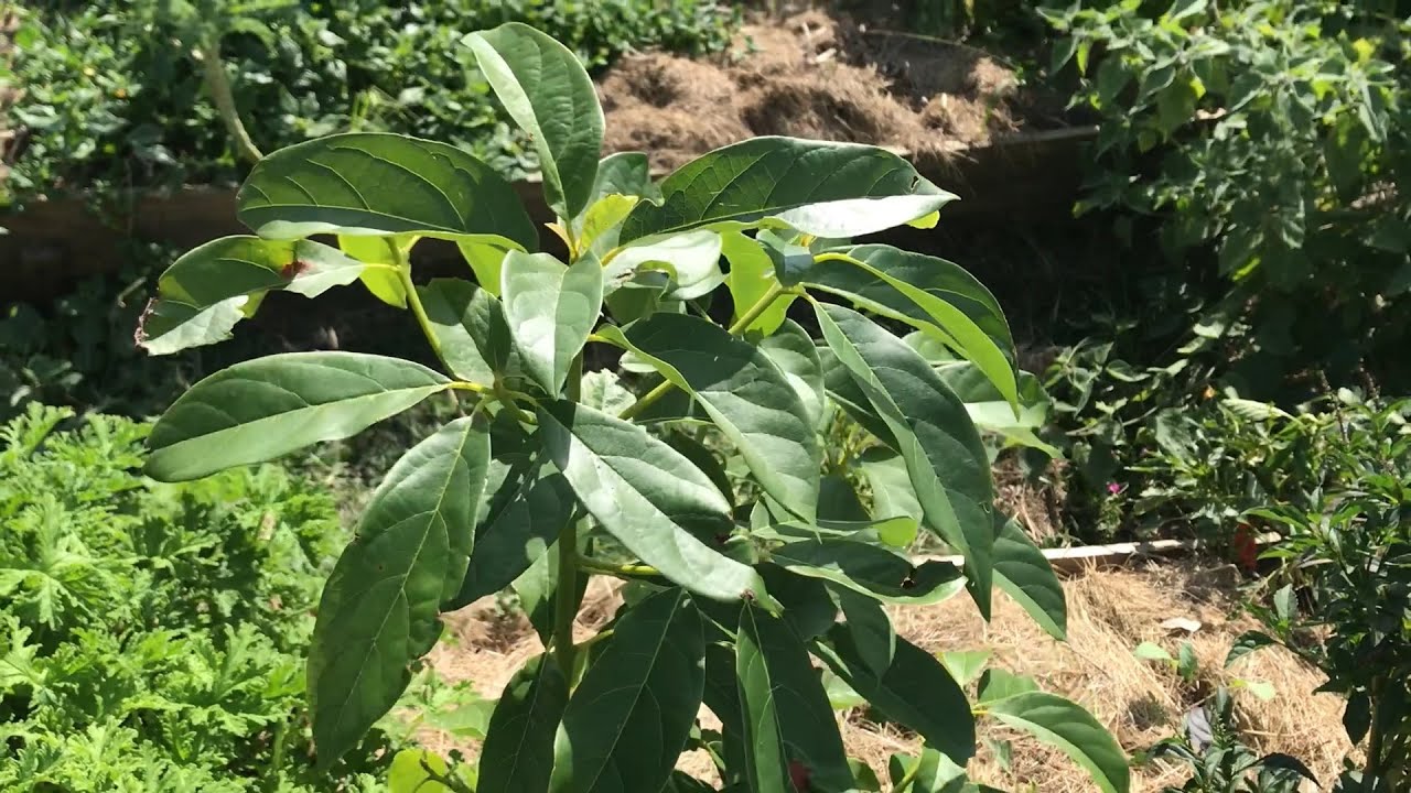 Plantando un Palto en Sintropía - Islas de Vida