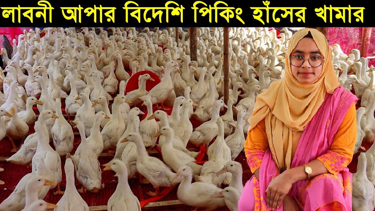 সৌখিন নারী উদ্যোক্তা লাবনী আপুর বিদেশি পিকিং হাঁসের খামার। মাংসের জন্য সেরা হাঁস।Duck