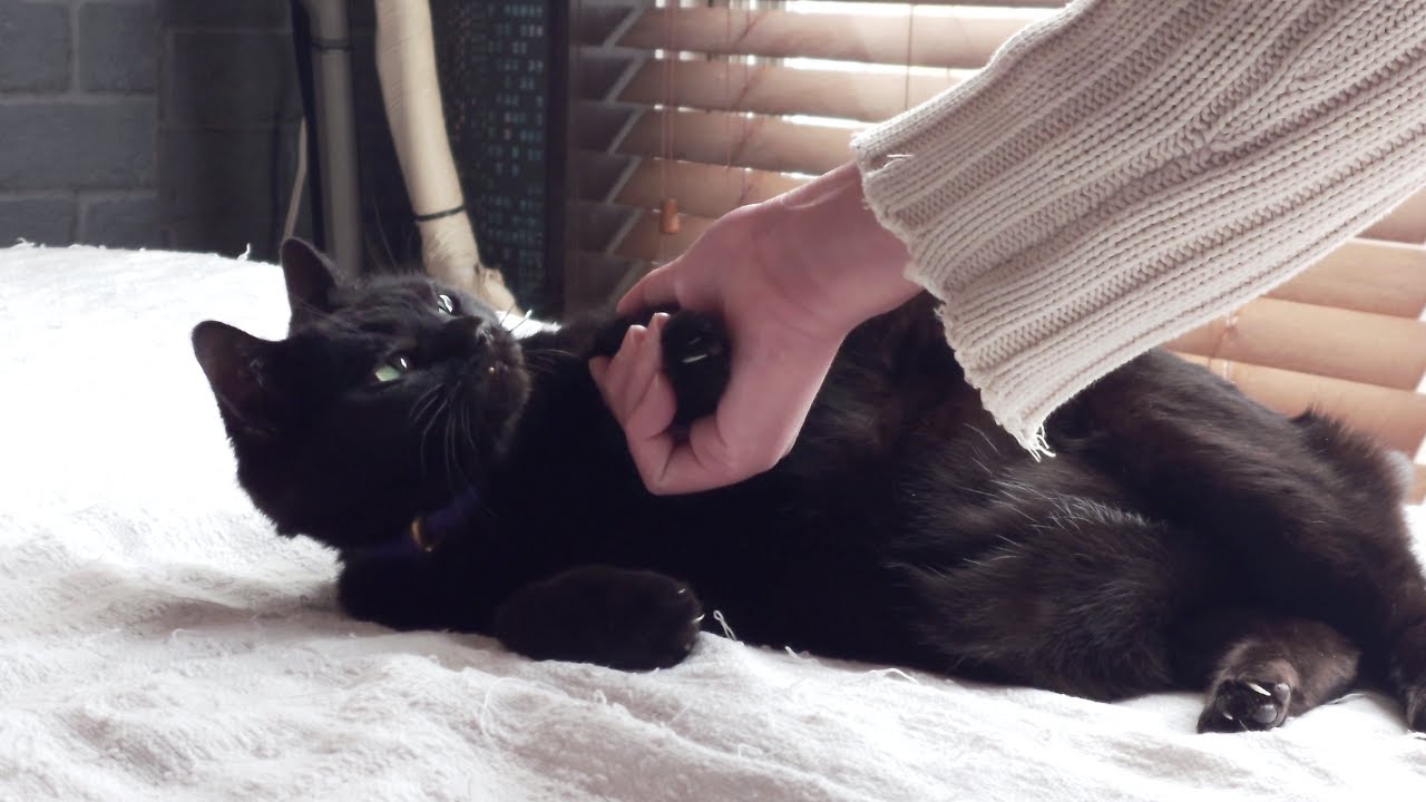 近くでパタンと倒れる黒猫彡