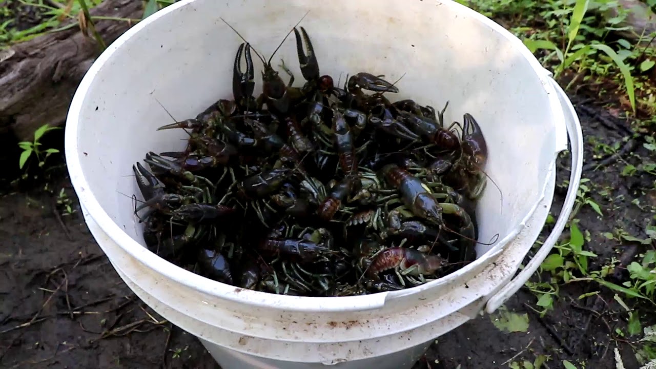MUDBUGGIN 2019. My best 2 day catch ever. Trapping Crayfish/Crawfish.