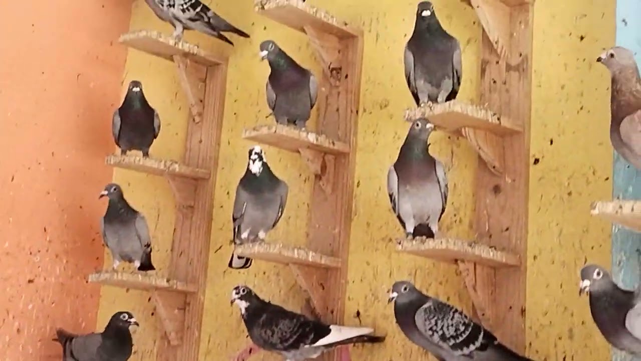 biggest racing homer pigeon farm in TAMILNADU price  ₹ 1000 - 10000 available any time 500-1000 bird