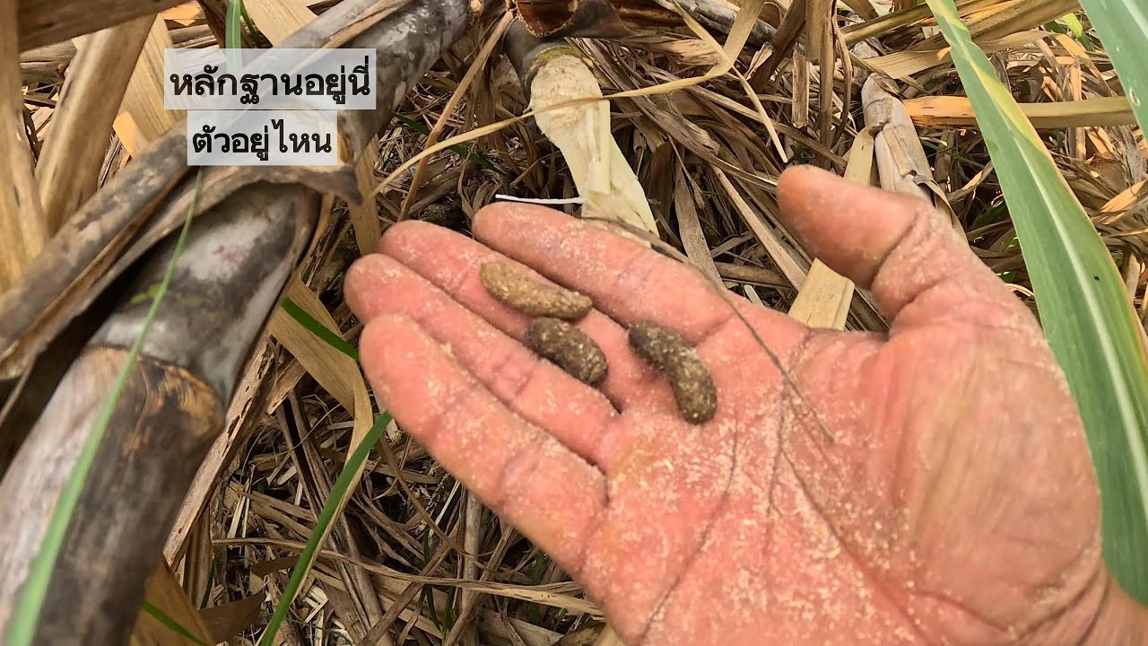 กองข้าวอ่อยหมายป่าอ้อย  |  พรานหมึก คนตีผึ้ง