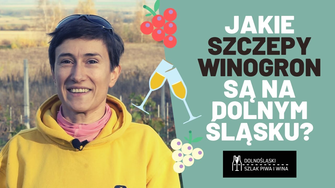 Szczepy winogron | Dolnośląski Szlak Piwa i Wina