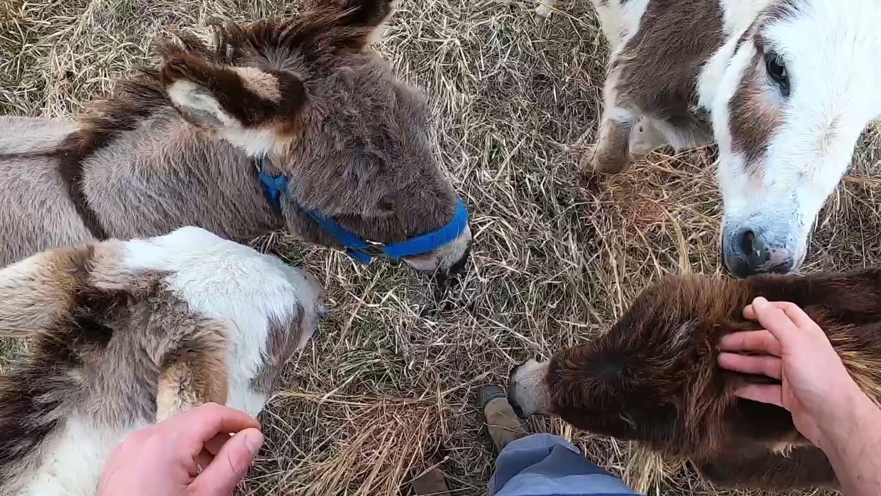 Mini Donkeys