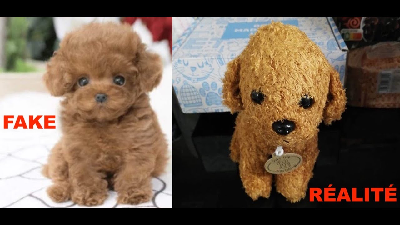 Teddy le chien robot : une grosse arnaque