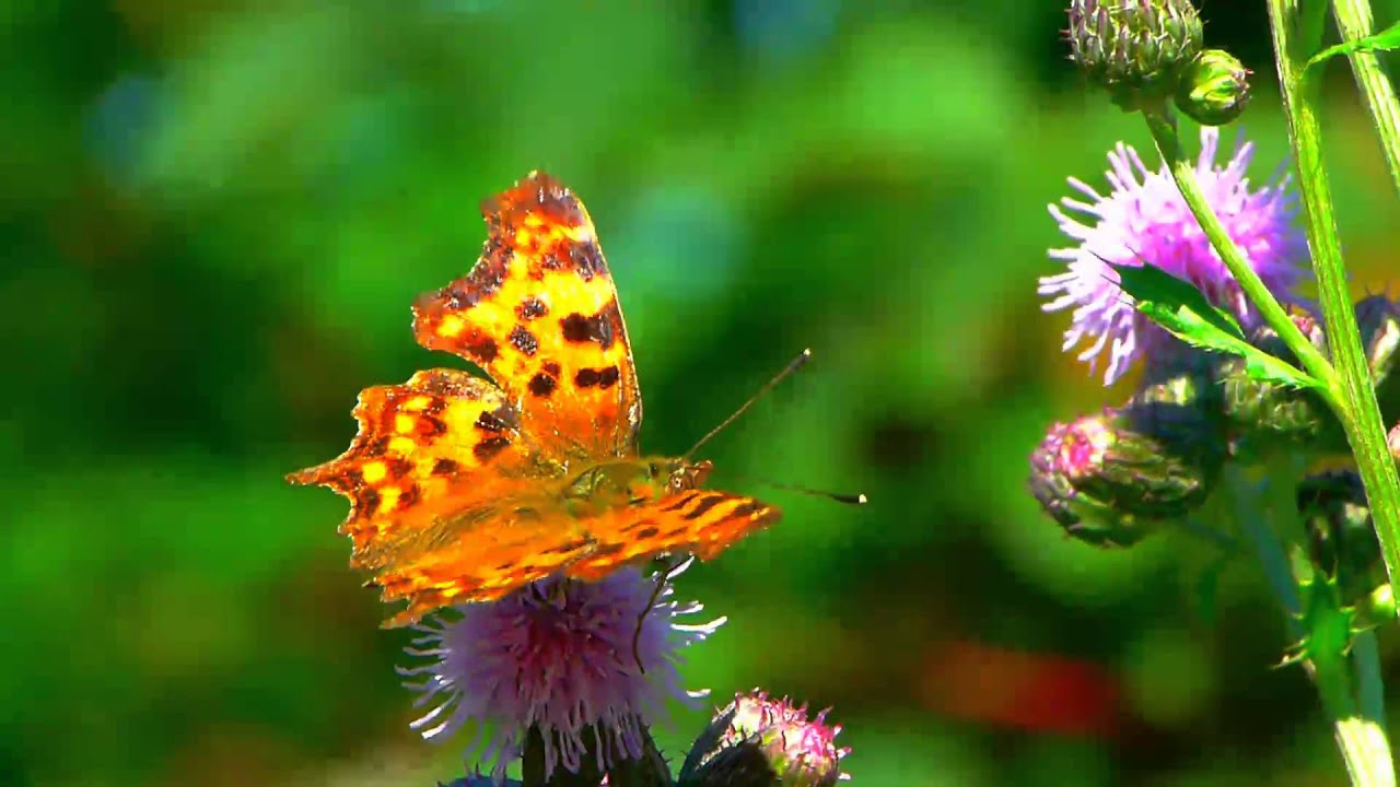Schmetterlinge