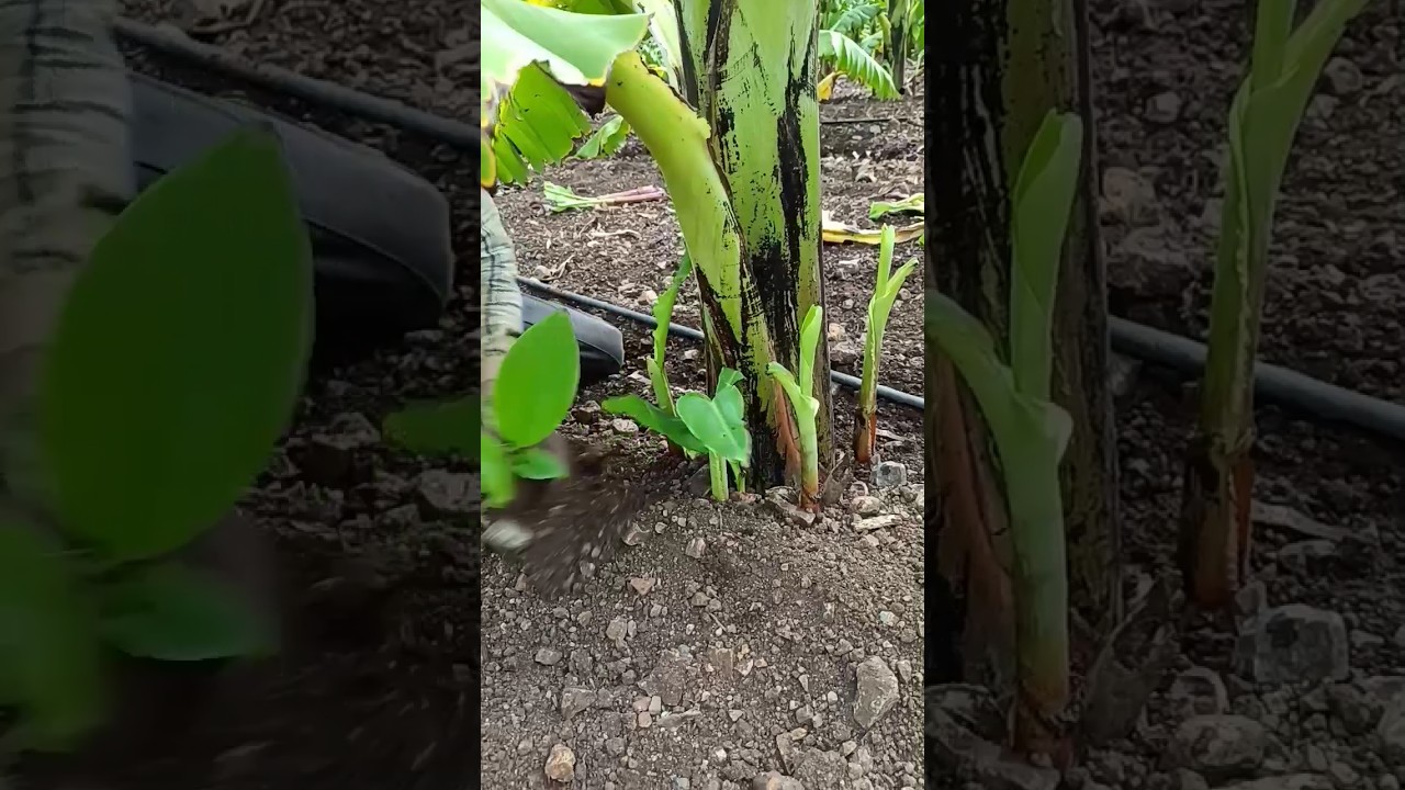 Baby Plants removing #agriculture #shortvideo #banana #banana Plants Cutting