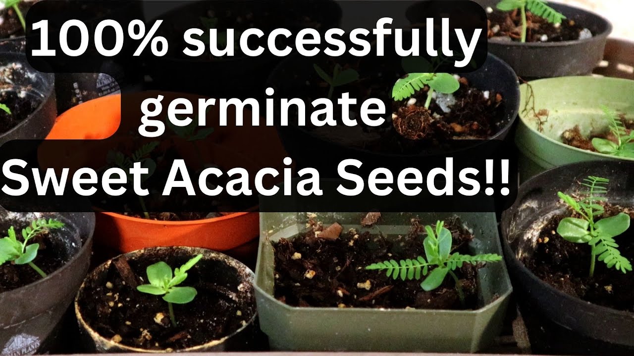 How to plant acacia seeds with 100% success! Sweet Acacia Vachellia farnesiana, Acacia farnesiana