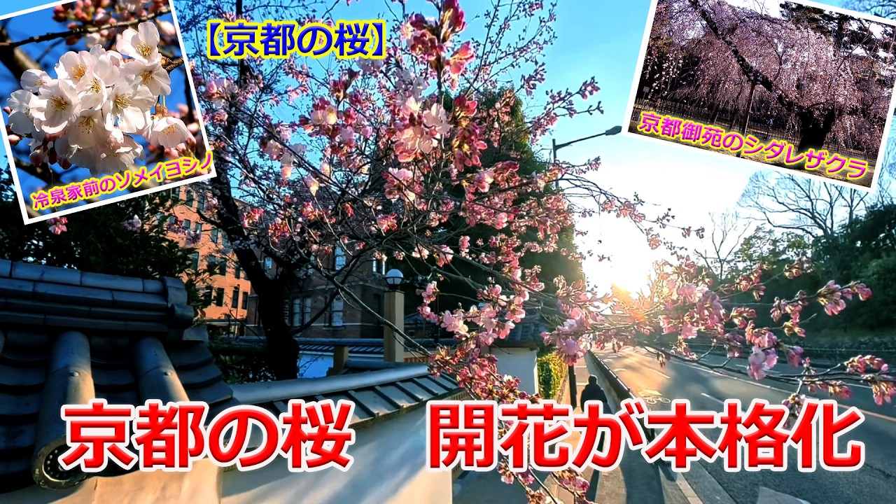 【京都の桜】京都市上京区・冷泉家前のサクラ　咲き始め（2026年3月18日）Cherry blossoms at the Reizei family residence in Kyoto