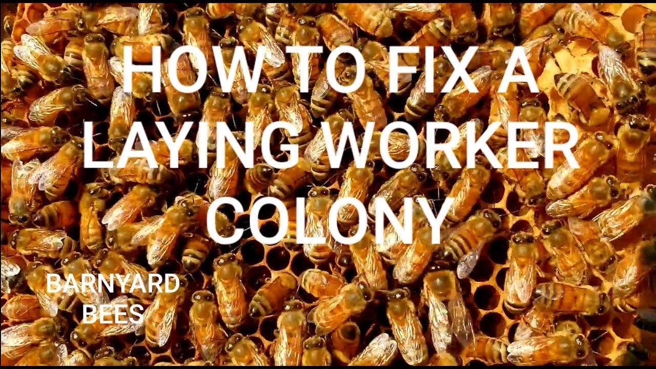 Laying Worker? Here's The Fix Don't Miss This