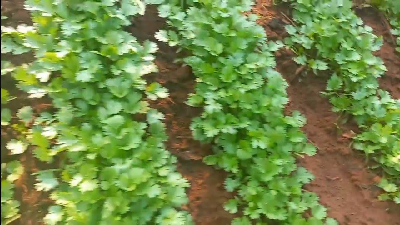 PLANTANDO COENTRO DA MANEIRA CERTA
