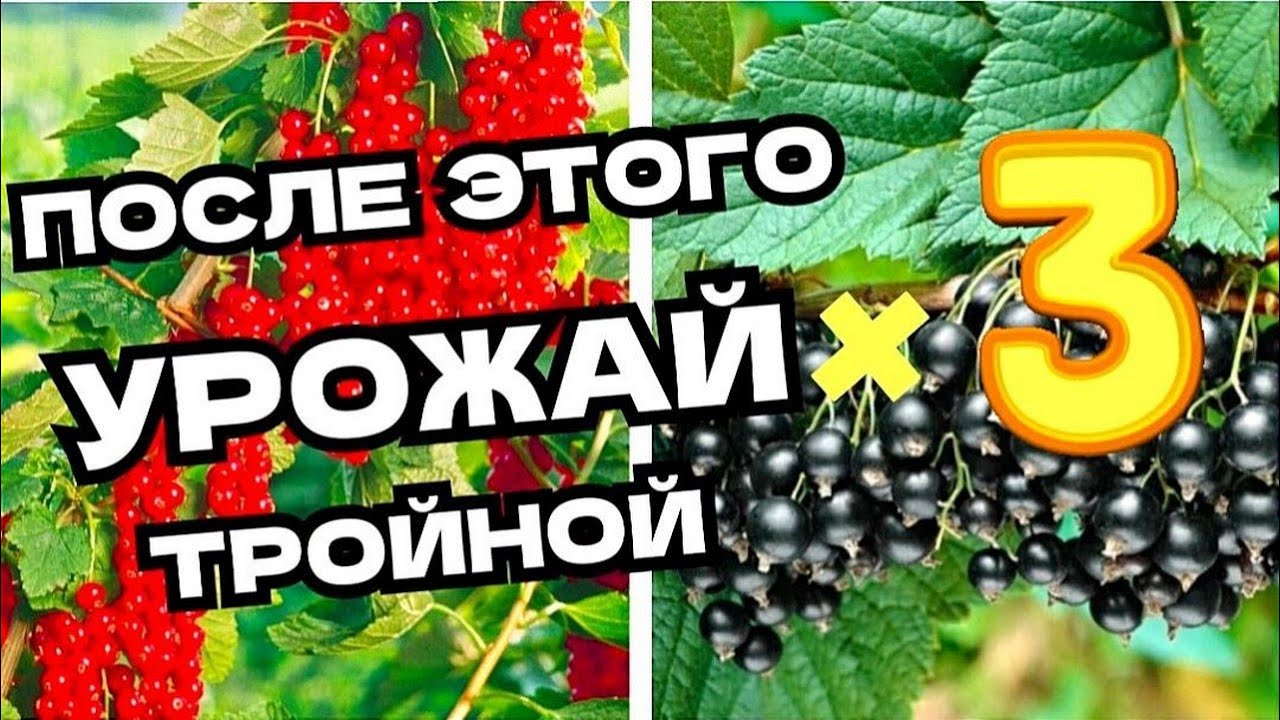В НОЯБРЕ удобрите этим смородину – и ягоды будут, как яблоки!